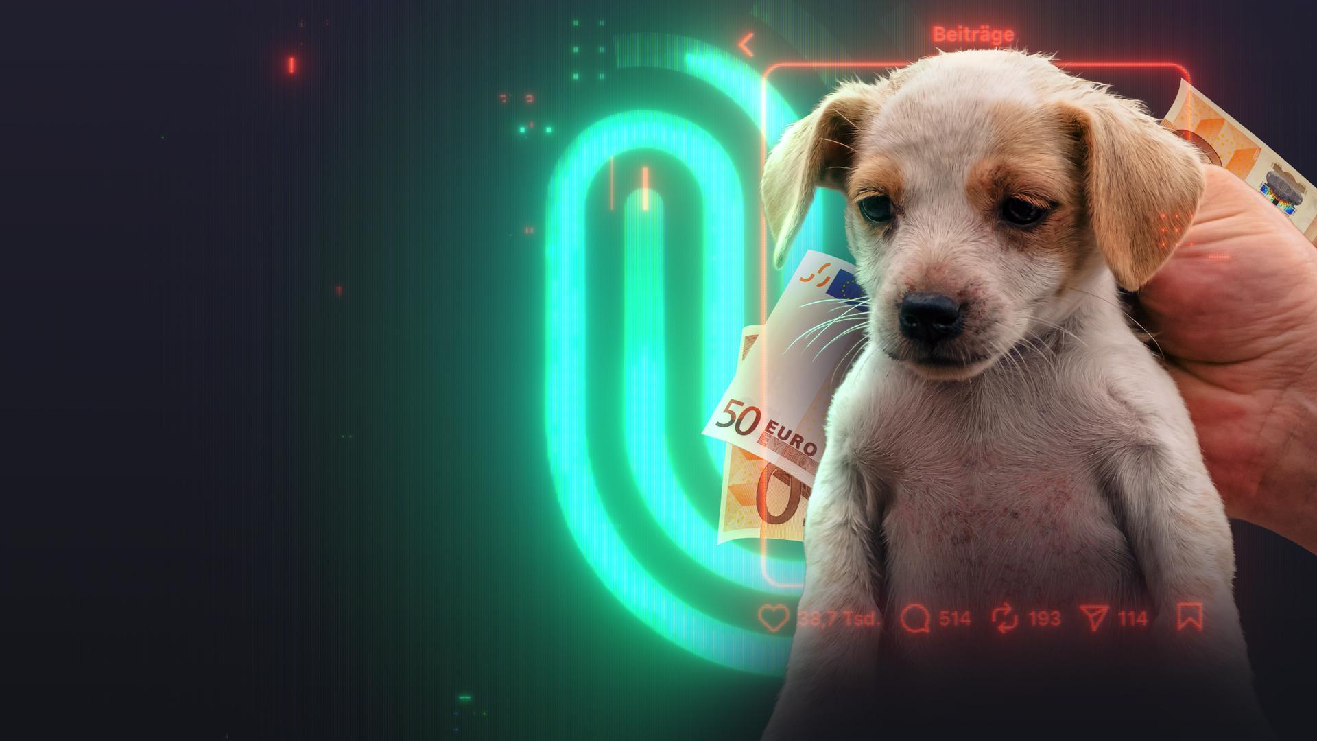 Ein kleiner verletzter Hundewelpe wird mit einer Hand hochgehoben. Er guckt traurig auf den Boden. Im Hintergrund Geldscheine und Spur-Logo. 