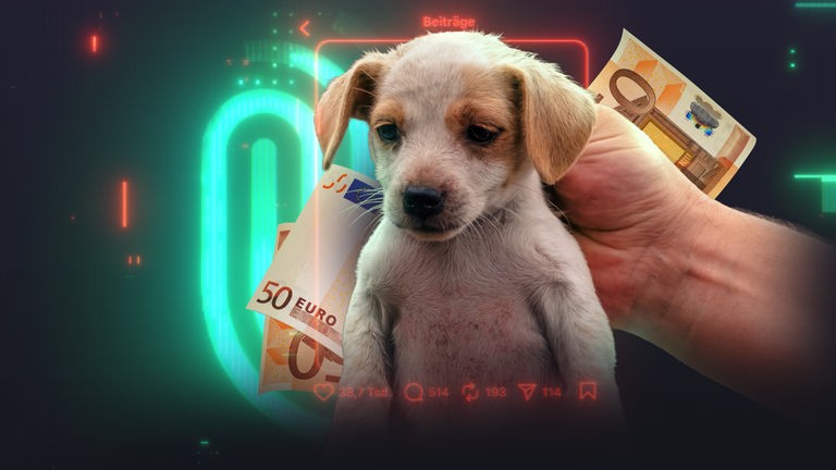 Ein kleiner verletzter Hundewelpe wird mit einer Hand hochgehoben. Er guckt traurig auf den Boden. Im Hintergrund Geldscheine und Spur-Logo. 