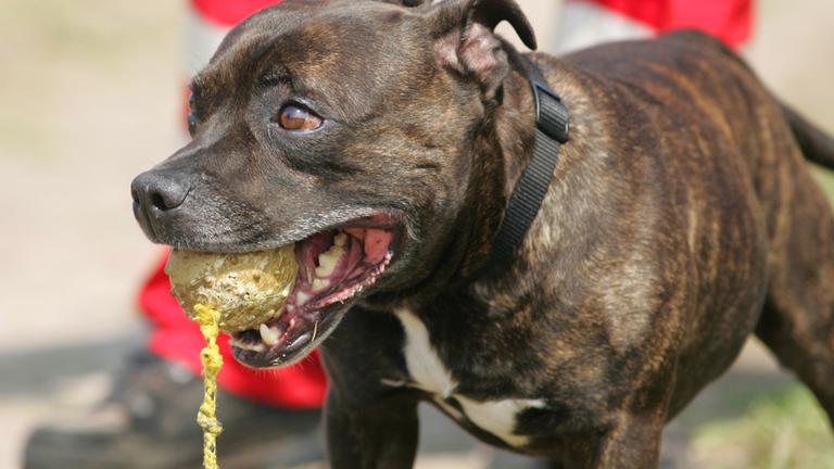 Staffordshire-Bullterrier