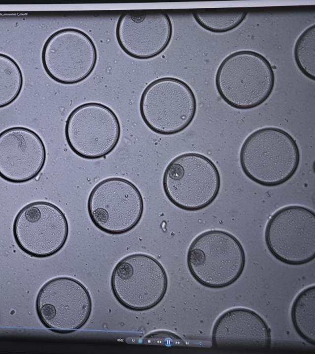 moma future: Nanoroboter trainieren Stammzellen