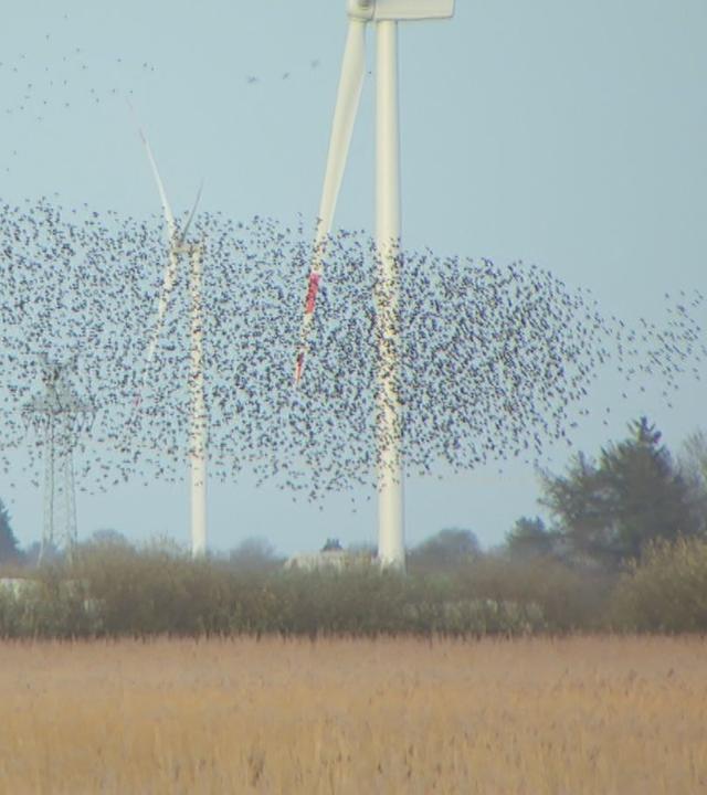 Himmlisches Ballett: Stare tanzen in der Luft