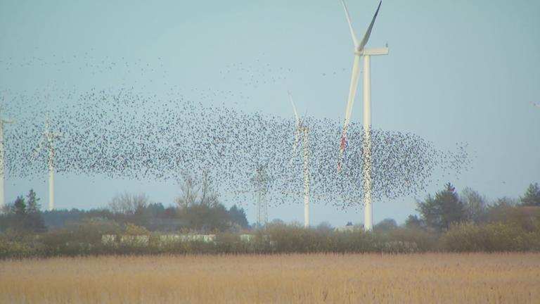 Himmlisches Ballett: Stare tanzen in der Luft