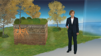 3D-Studio, 3D-Grafik, Grasboden, Bäume, Wurzeln, Katja Horneffer