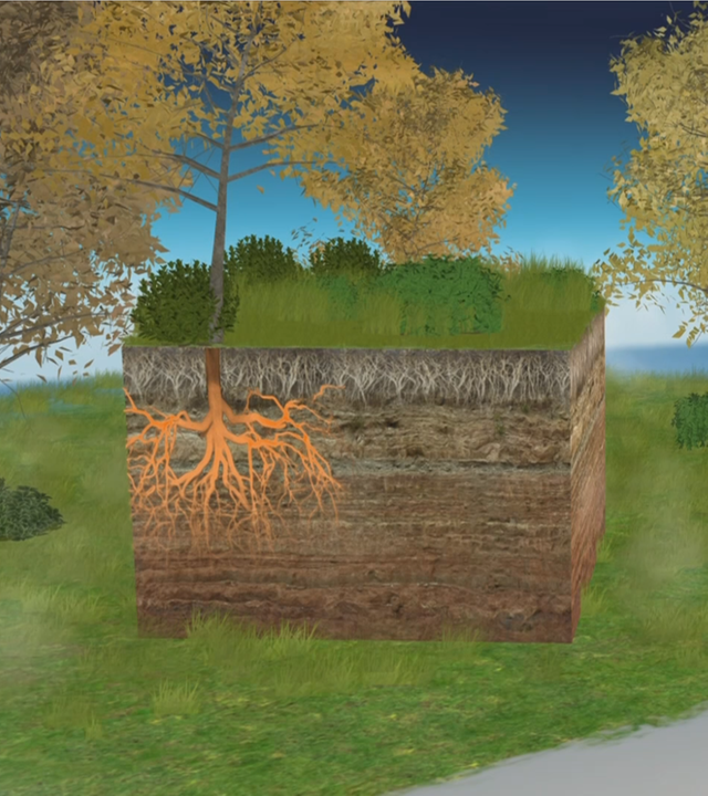 3D-Studio, 3D-Grafik, Grasboden, Bäume, Wurzeln, Katja Horneffer