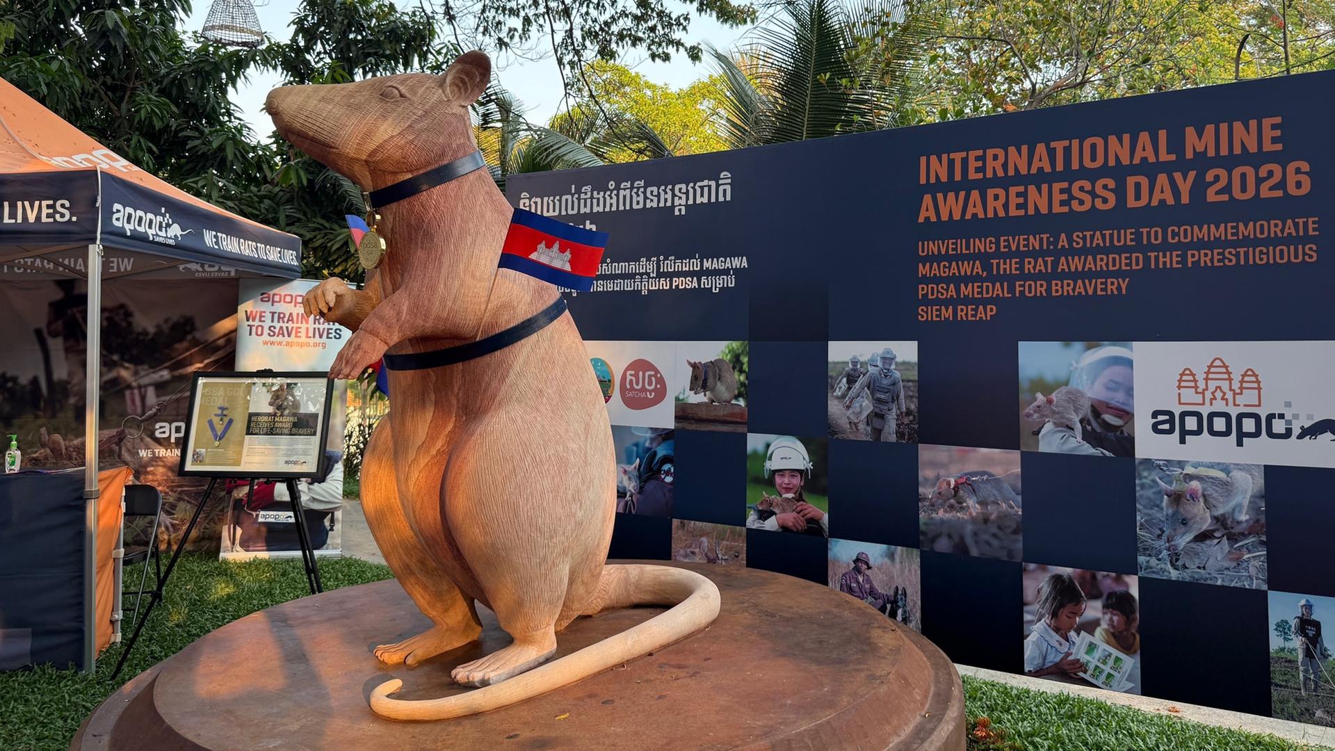 Zum Internationalen Tag der Minenaufklärung wurde in Siem Reap, Kambodscha, ein Denkmal für die weltweit bekannteste Minensuch-Ratte Magawa am 03.04.2026 enthüllt.