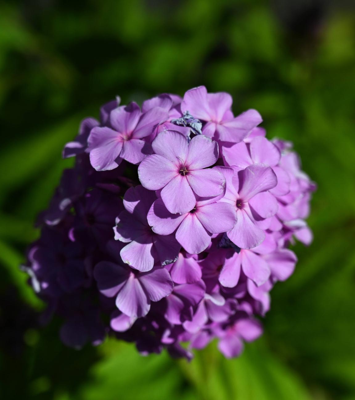 Eine Blüte der Flammenblume Phlox.