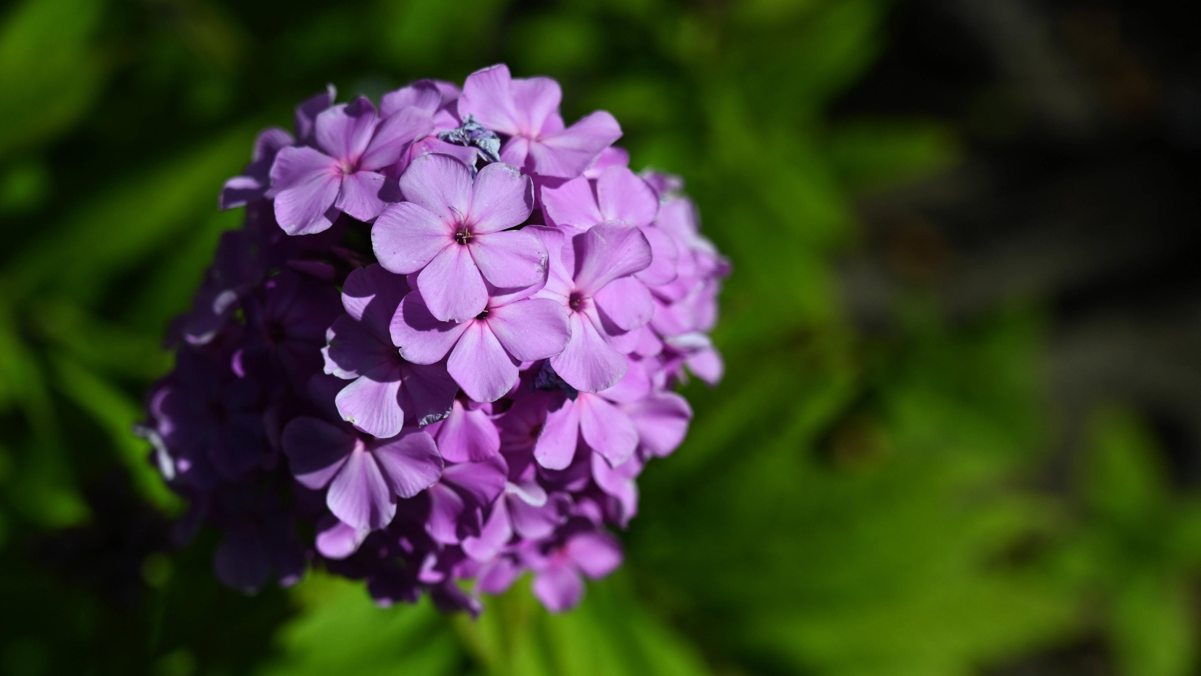 Eine Blüte der Flammenblume Phlox.