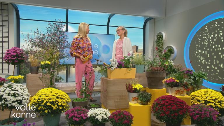 Stauden im "Volle Kanne"-Studio