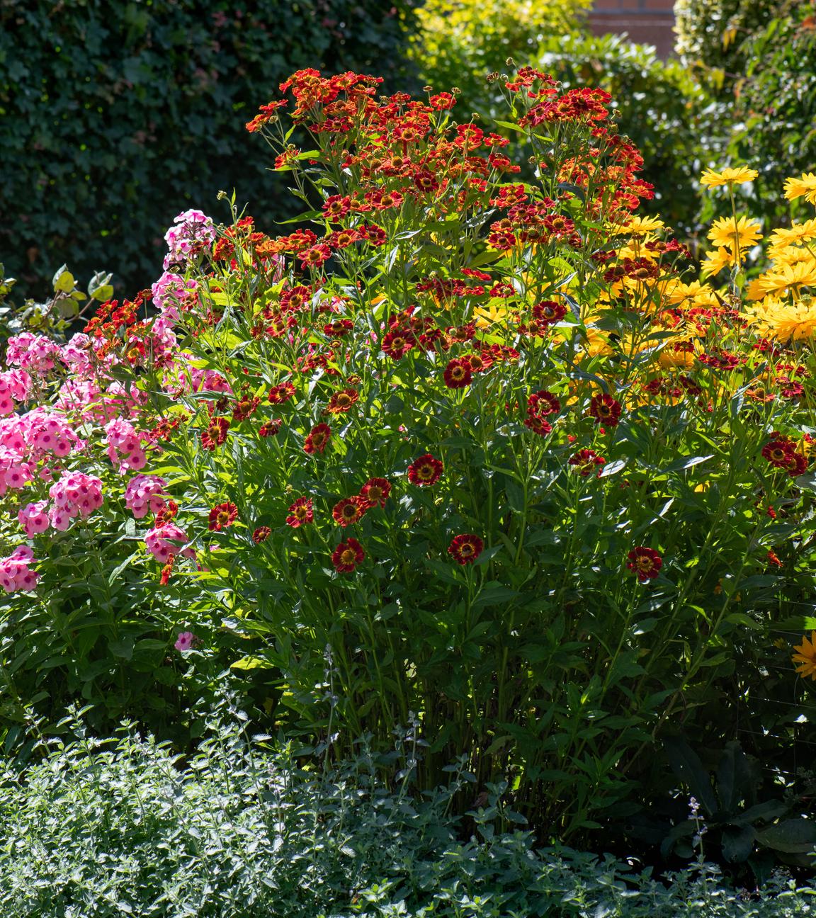 Ein Beet in einem insektenfreundlichen Garten mit Stauden, wie Phlox, Sonnenbraut und Staudensonnenblume.