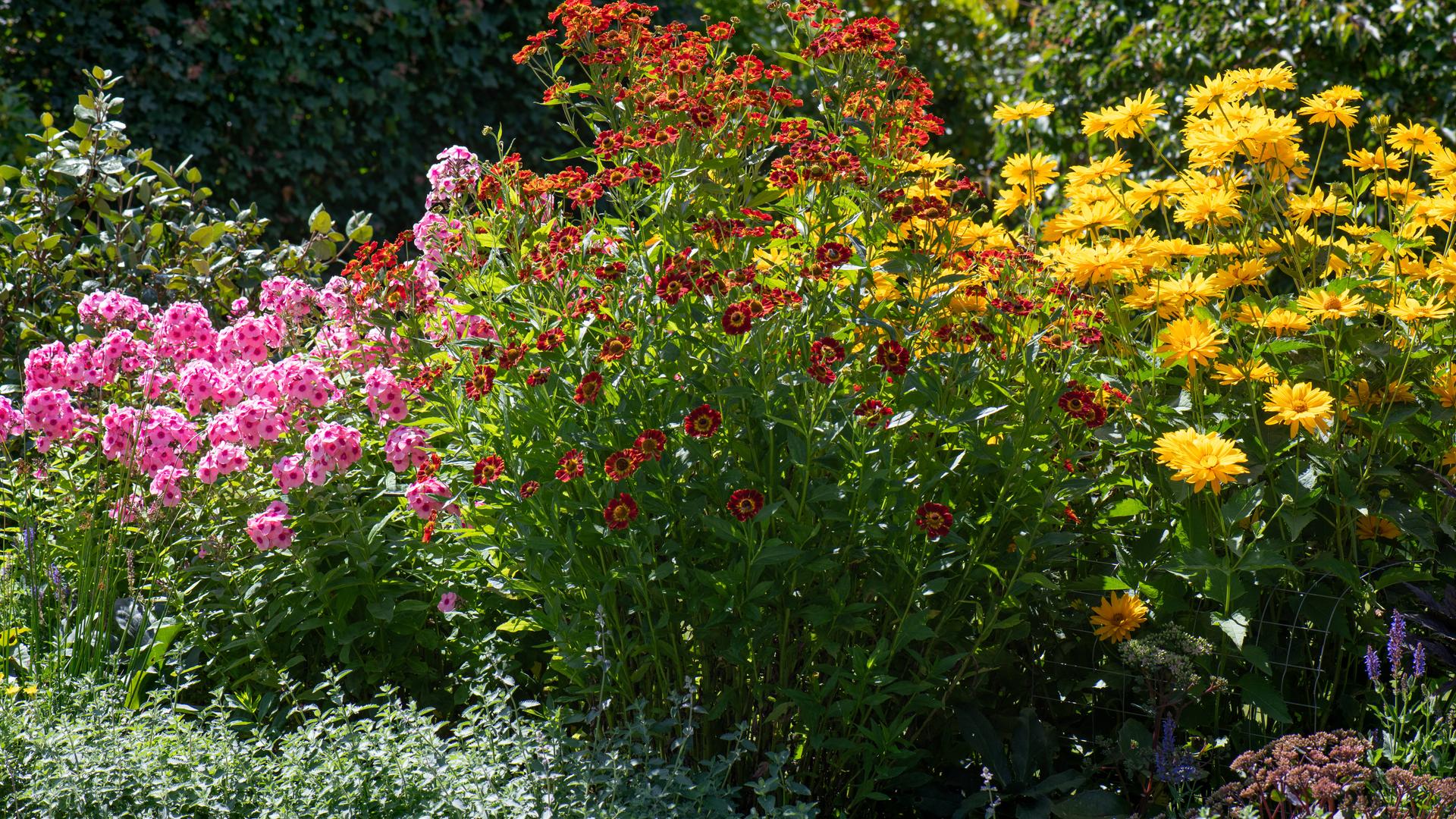 Ein Beet in einem insektenfreundlichen Garten mit Stauden, wie Phlox, Sonnenbraut und Staudensonnenblume.