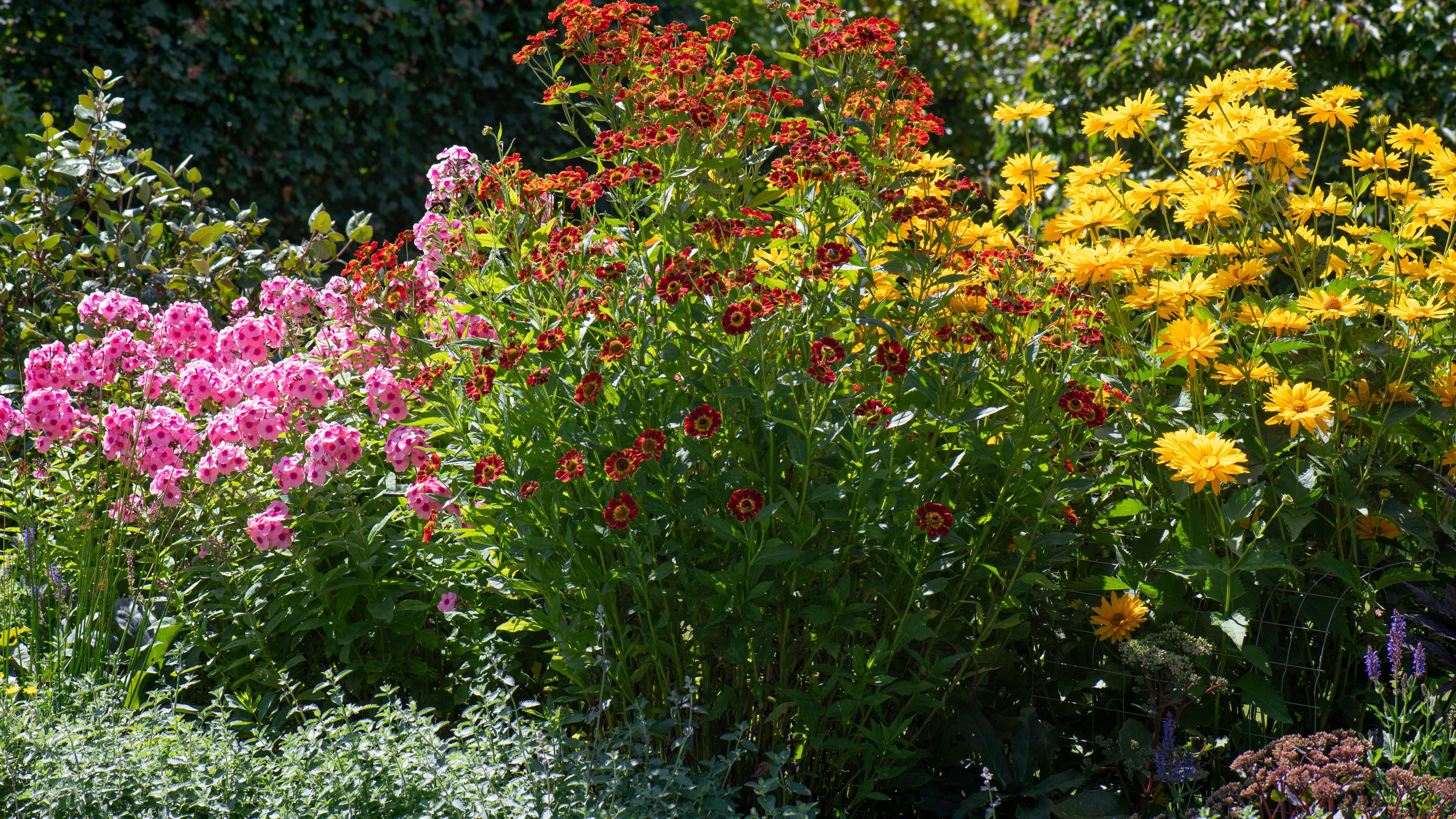 Ein Beet in einem insektenfreundlichen Garten mit Stauden, wie Phlox, Sonnenbraut und Staudensonnenblume.