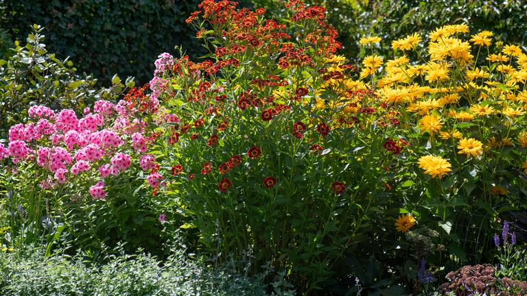 Ein Beet in einem insektenfreundlichen Garten mit Stauden, wie Phlox, Sonnenbraut und Staudensonnenblume.