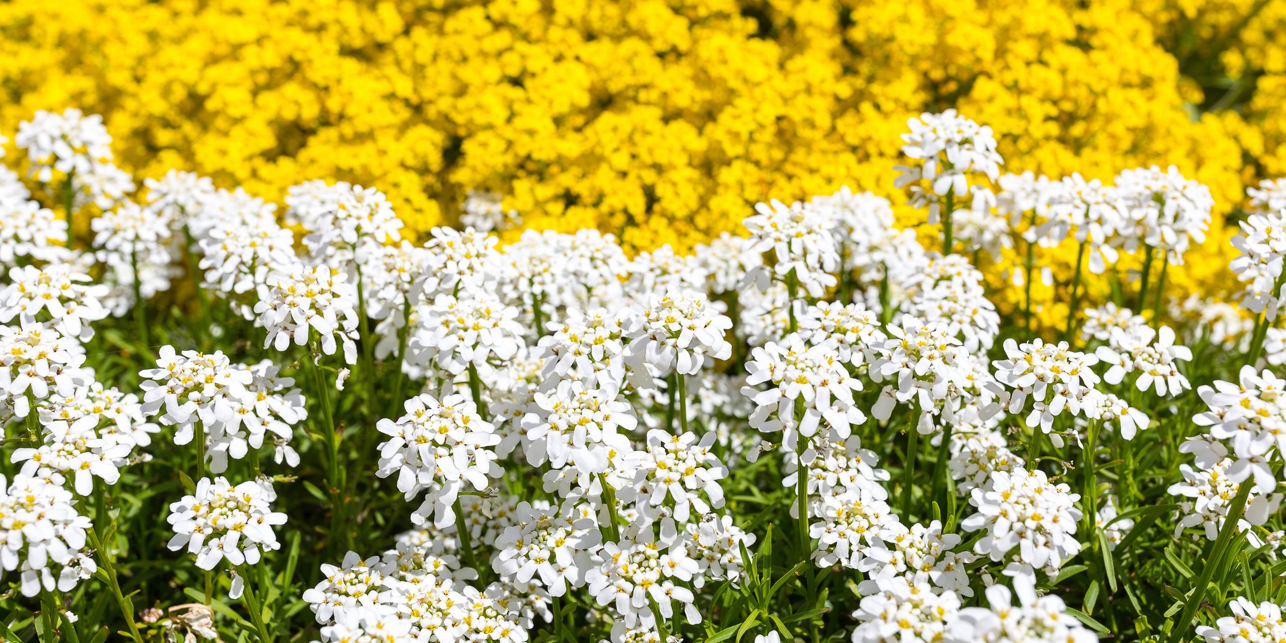 Schleifenblume (Iberis), weißblühend, und Bergsteinkraut (Alyssum montanum), gelbblühend