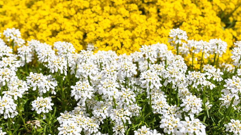 Schleifenblume (Iberis), weißblühend, und Bergsteinkraut (Alyssum montanum), gelbblühend