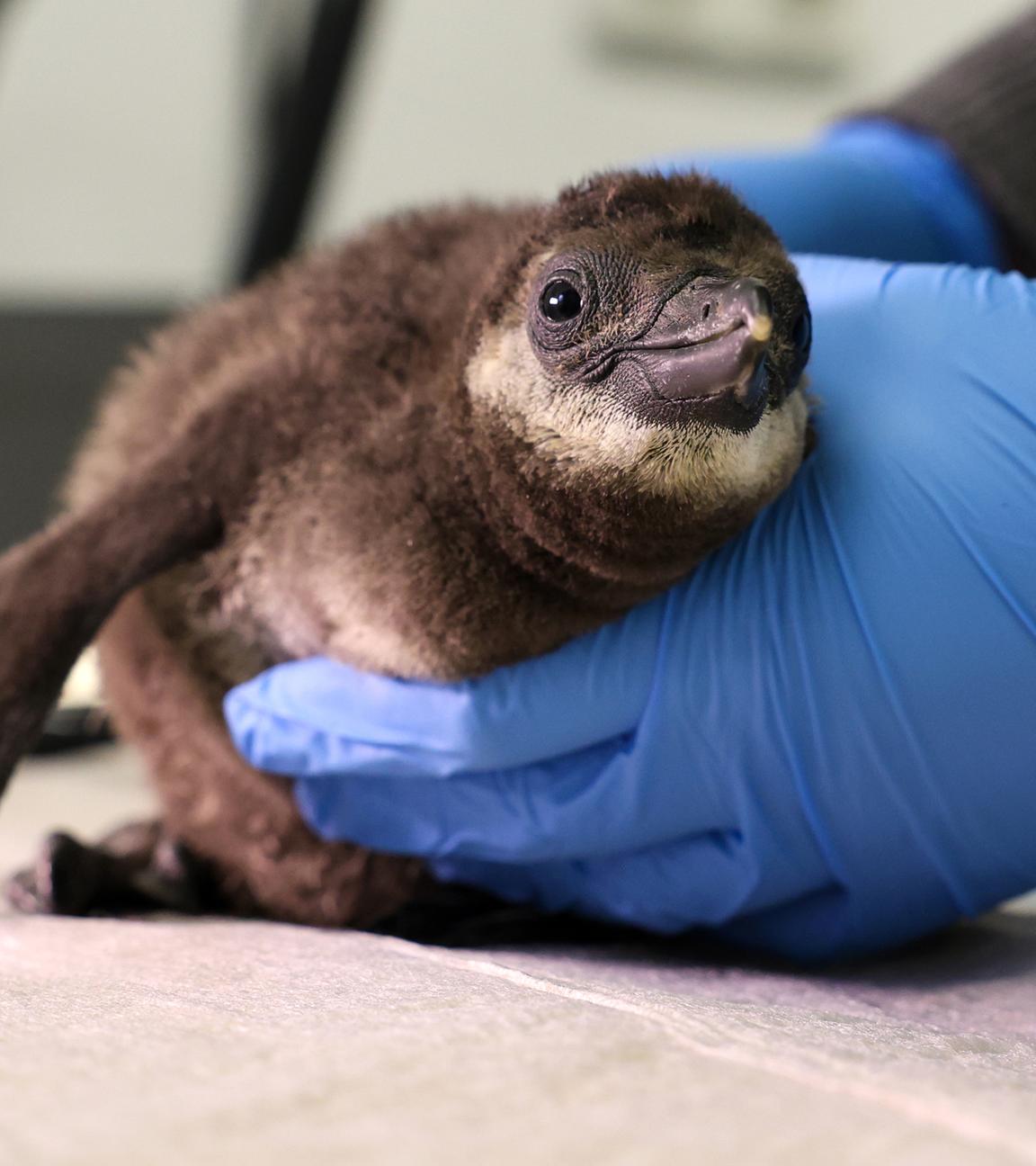 Brillenpinguin-Küken im Magdeburger Zoo