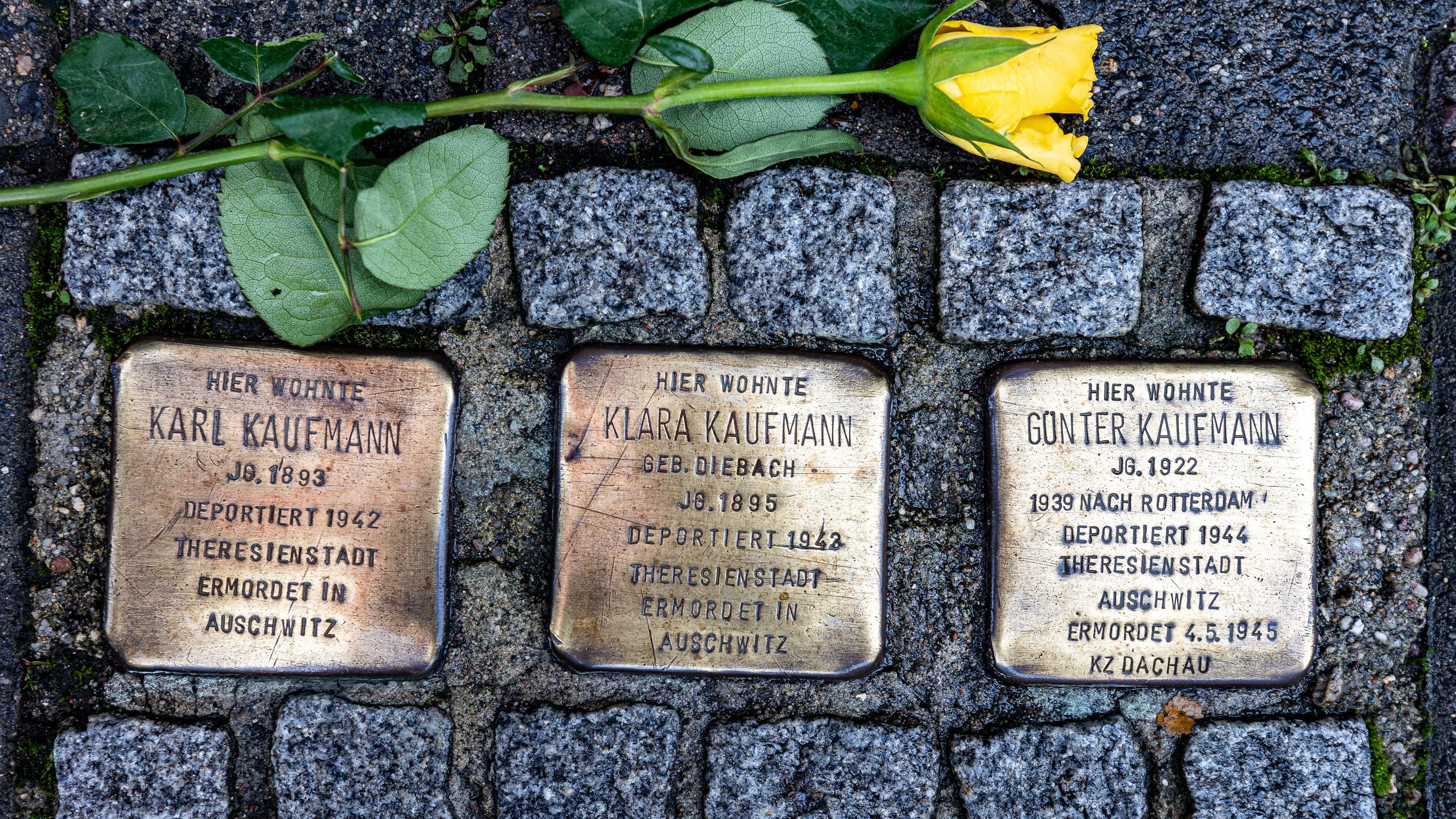 Frankfurter Stolpersteine mit einer gelben Rose