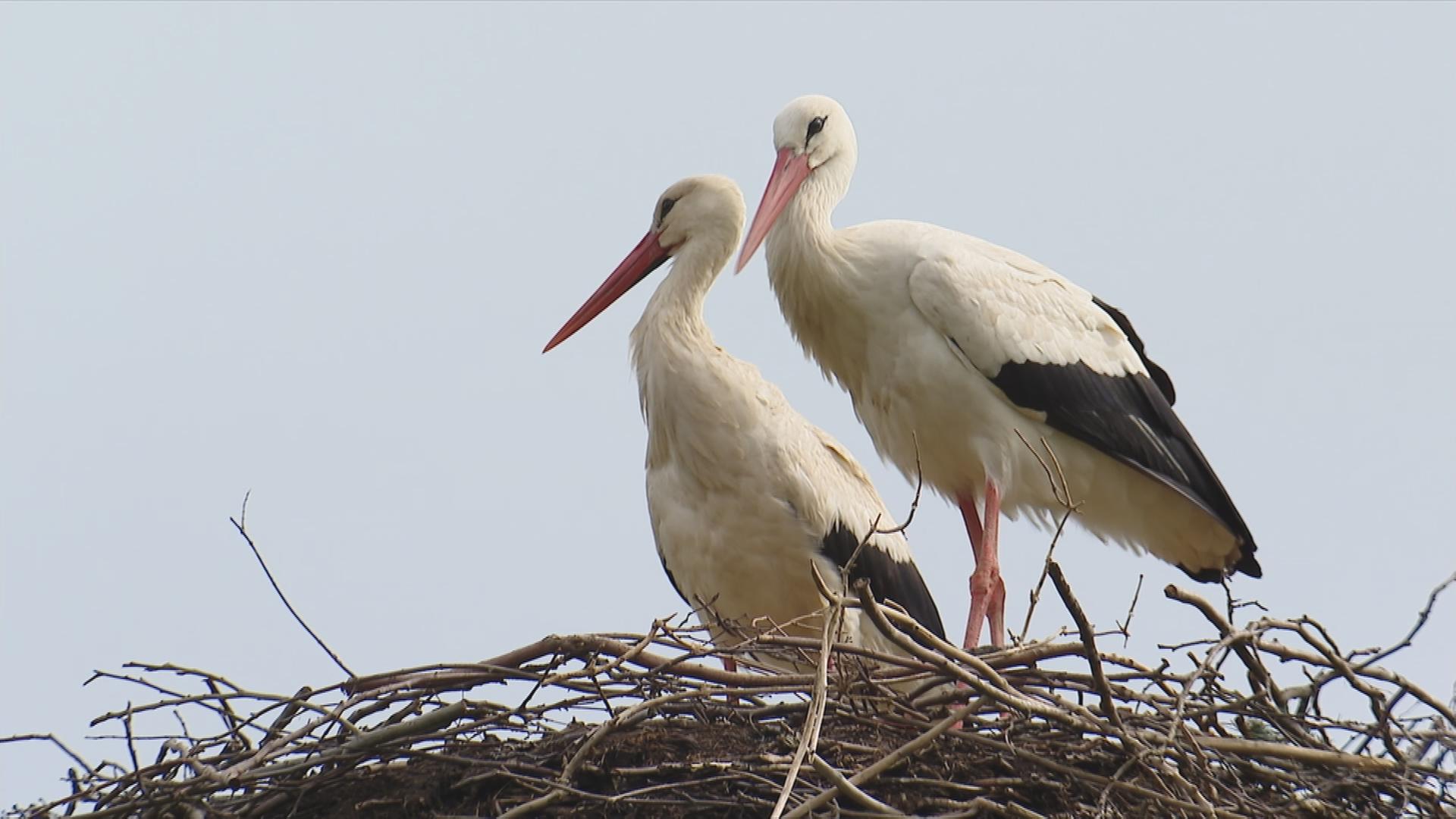 Storch-Fiete
