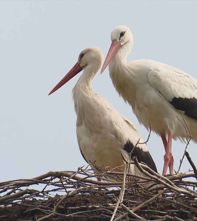 Storch-Fiete
