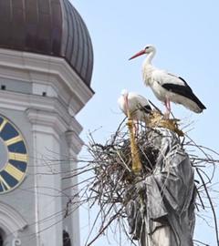 In Freising hat sich ein Storchenpaar auf der Marienfigur vor dem Rathaus niedergelassen. Die denkmalgeschützte Säule ist bereits beschädigt, die Stadt baut dem Pärchen ein Alternativ-Nest.