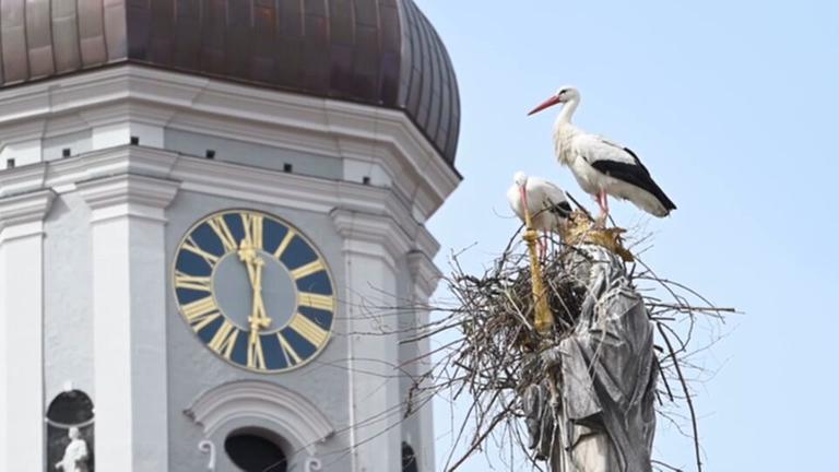 In Freising hat sich ein Storchenpaar auf der Marienfigur vor dem Rathaus niedergelassen. Die denkmalgeschützte Säule ist bereits beschädigt, die Stadt baut dem Pärchen ein Alternativ-Nest.