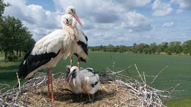 Mit ihren zwei Küken sitzt ein Paar Weißstörche auf ihrem Nest im hessischen Ried. Dabei sucht der Nachwuchs im Schatten der Altvögel Schutz vor der heißen Sonne.