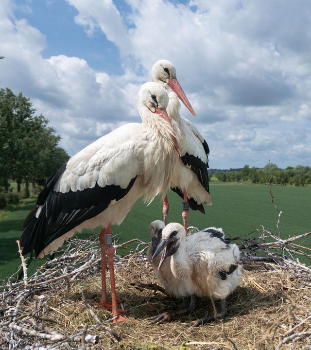 Mit ihren zwei Küken sitzt ein Paar Weißstörche auf ihrem Nest im hessischen Ried. Dabei sucht der Nachwuchs im Schatten der Altvögel Schutz vor der heißen Sonne.