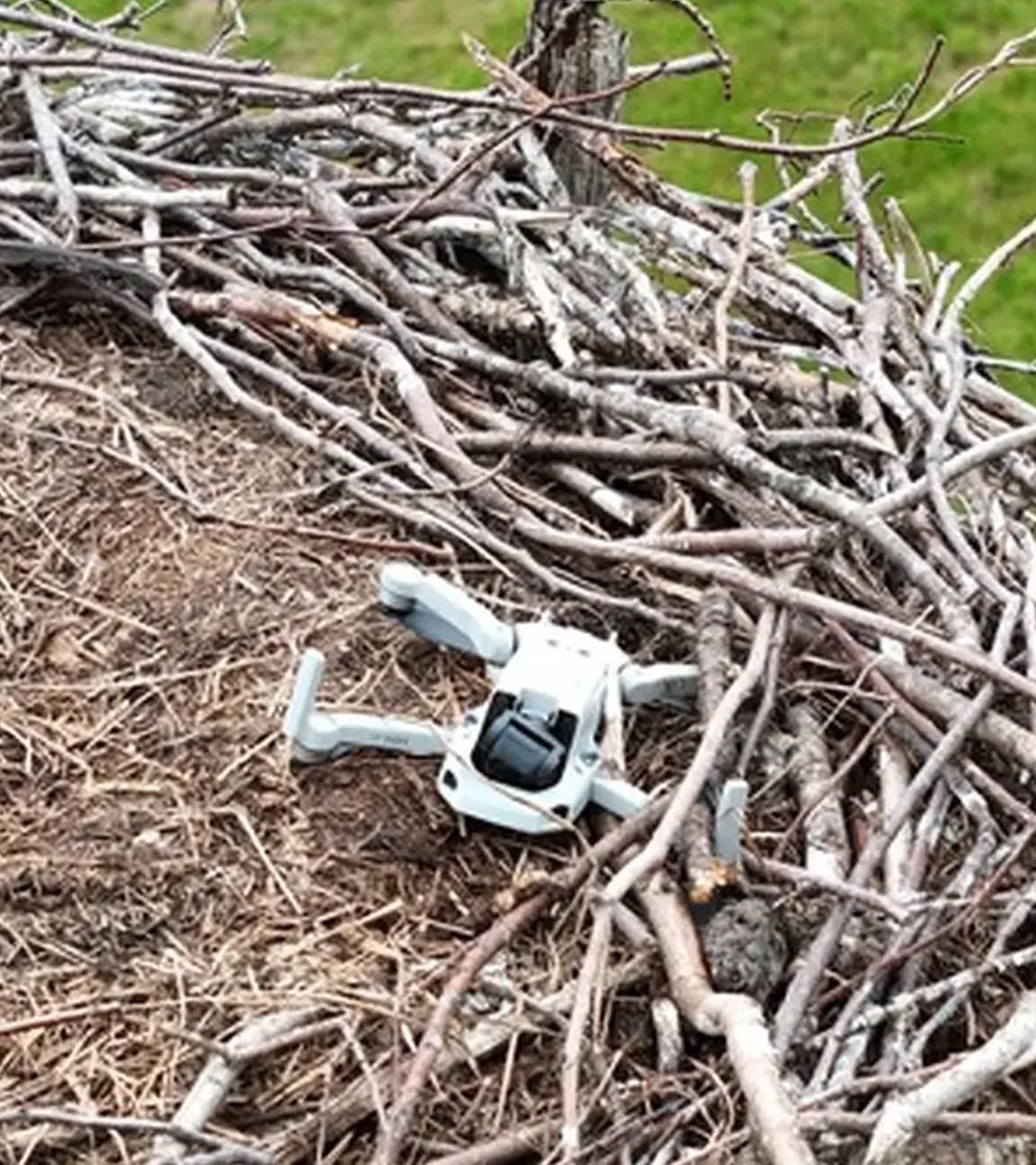 Storchennest