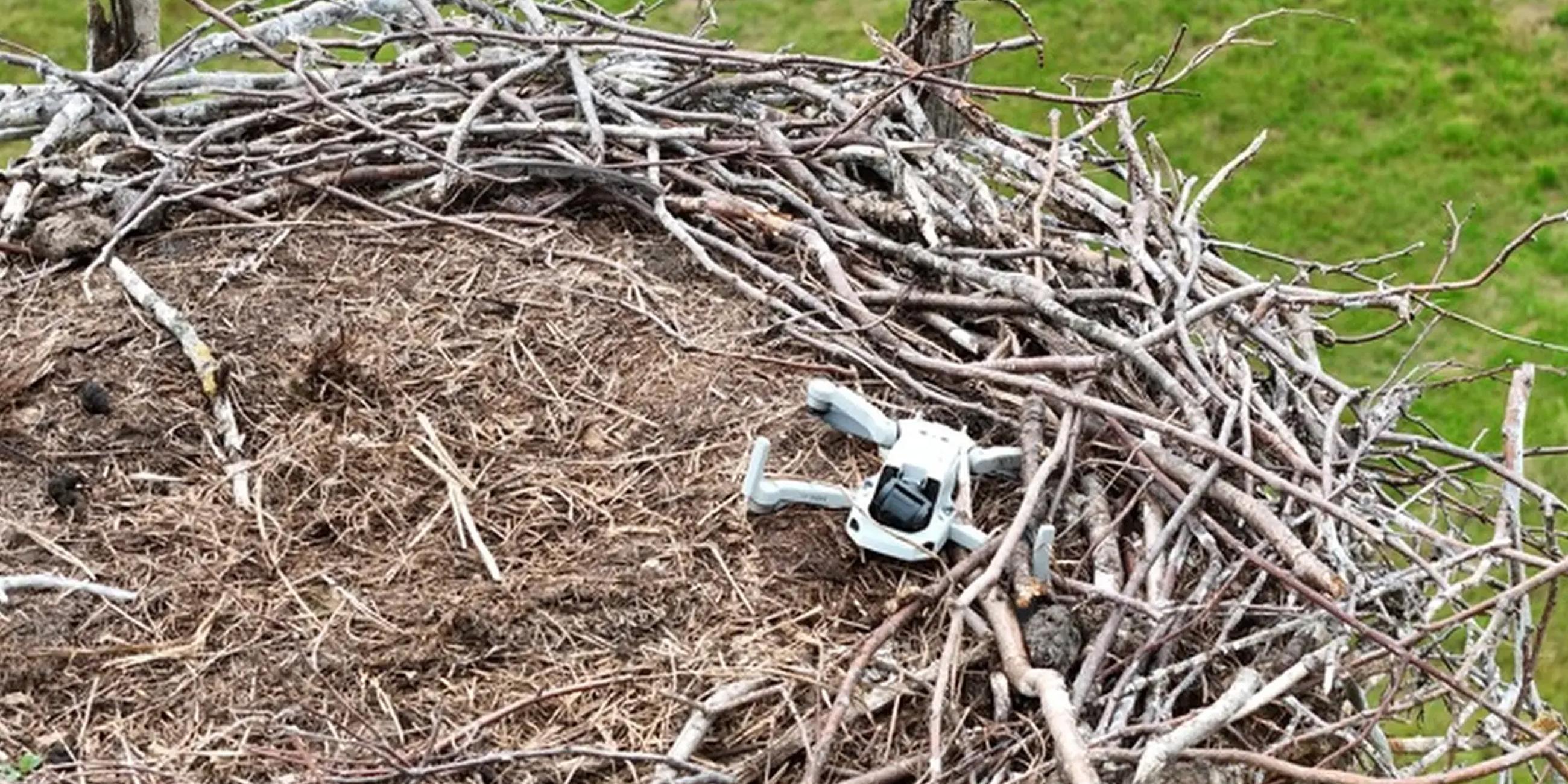 Storchennest