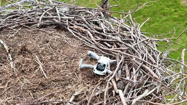 Storchennest