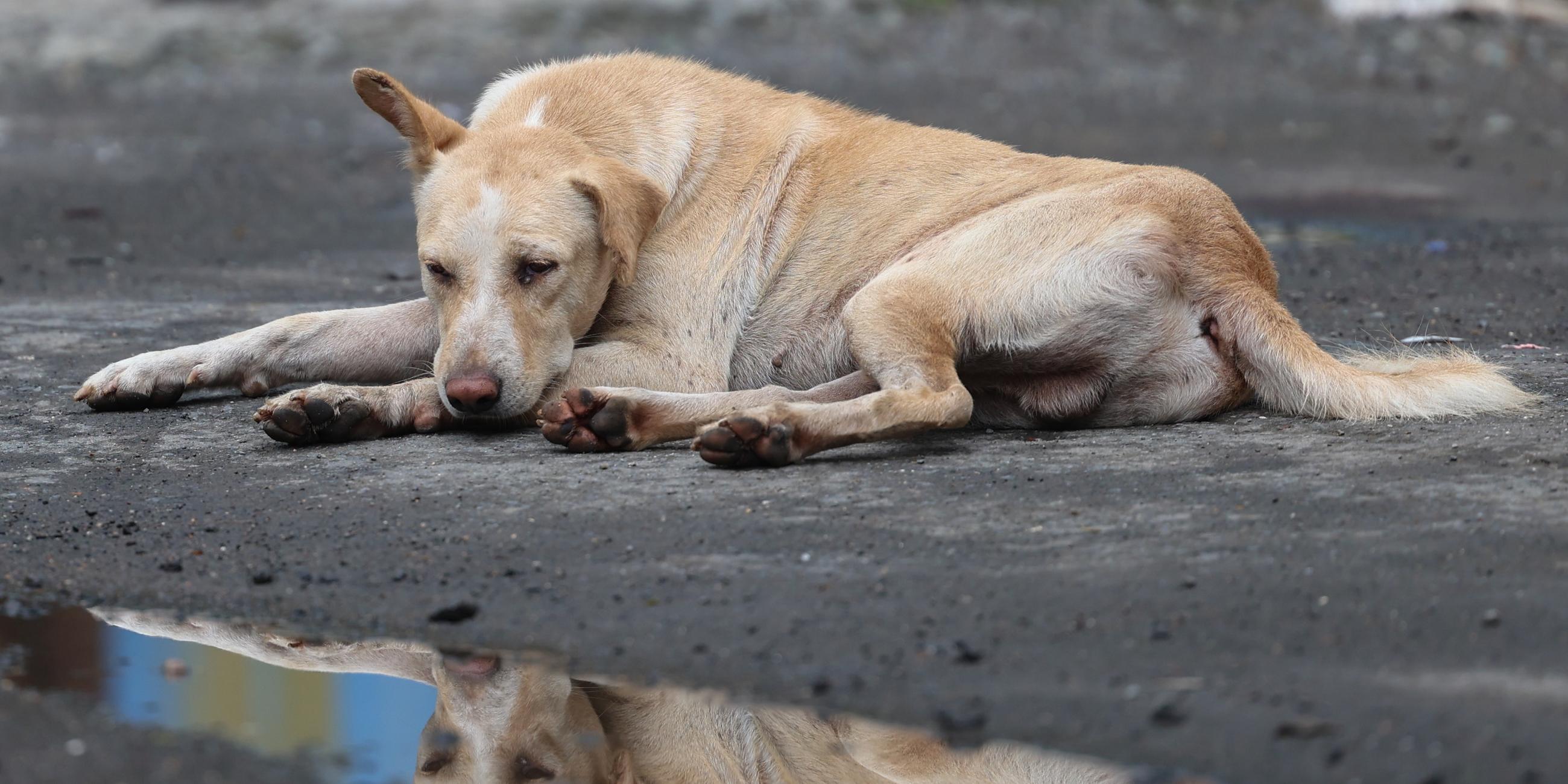 Ein Straßenhund ruht sich auf einer Straße aus und spiegelt sich in einer Pfütze vor ihm wider.