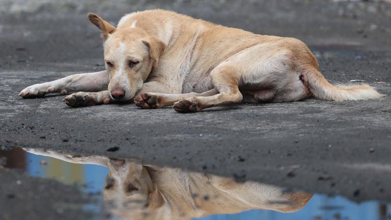 Ein Straßenhund ruht sich auf einer Straße aus und spiegelt sich in einer Pfütze vor ihm wider.