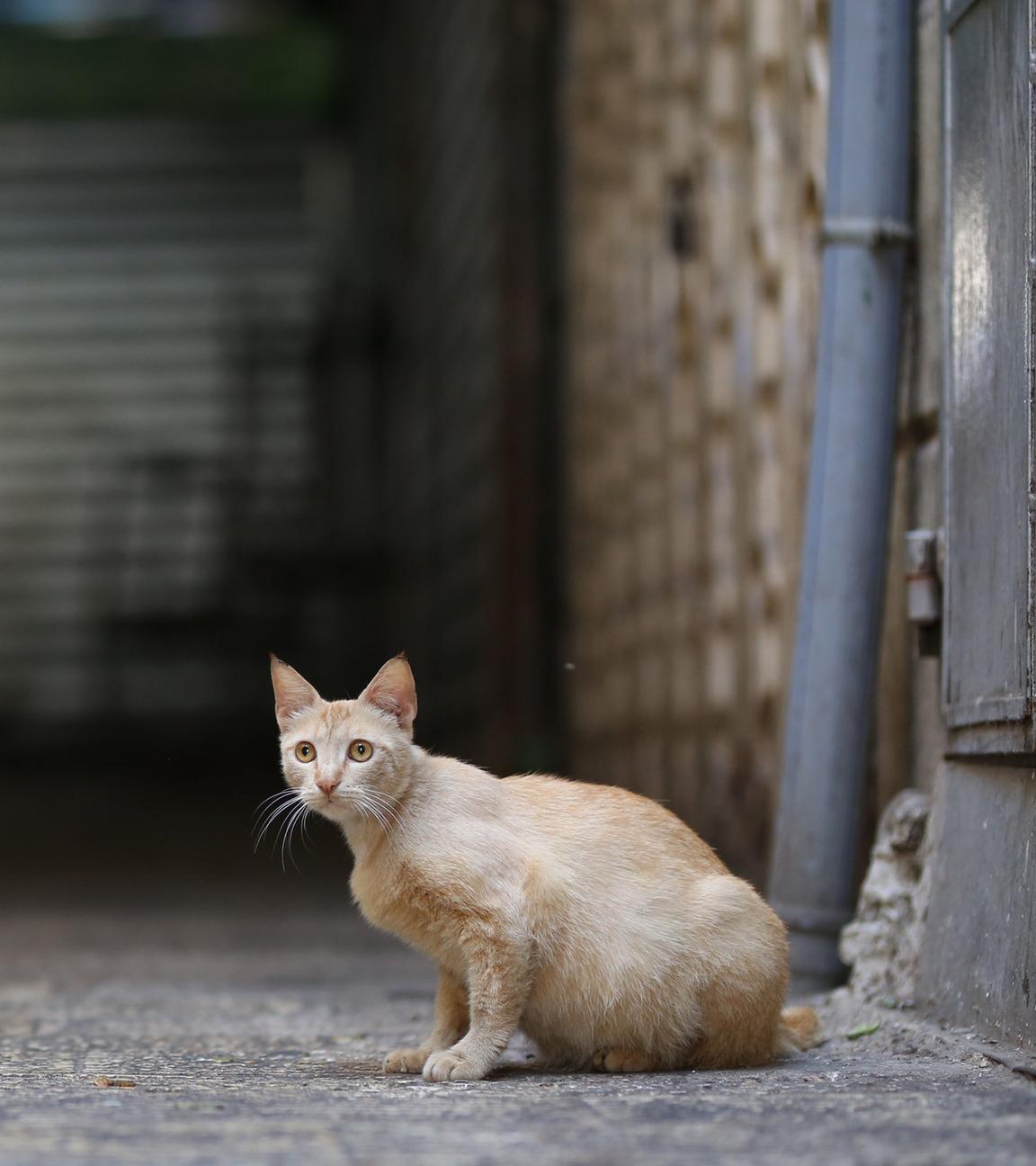 Eine Katze sitzt an einer menschenleeren Straße. Symbolbild