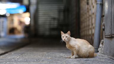 Eine Katze sitzt an einer menschenleeren Straße. Symbolbild