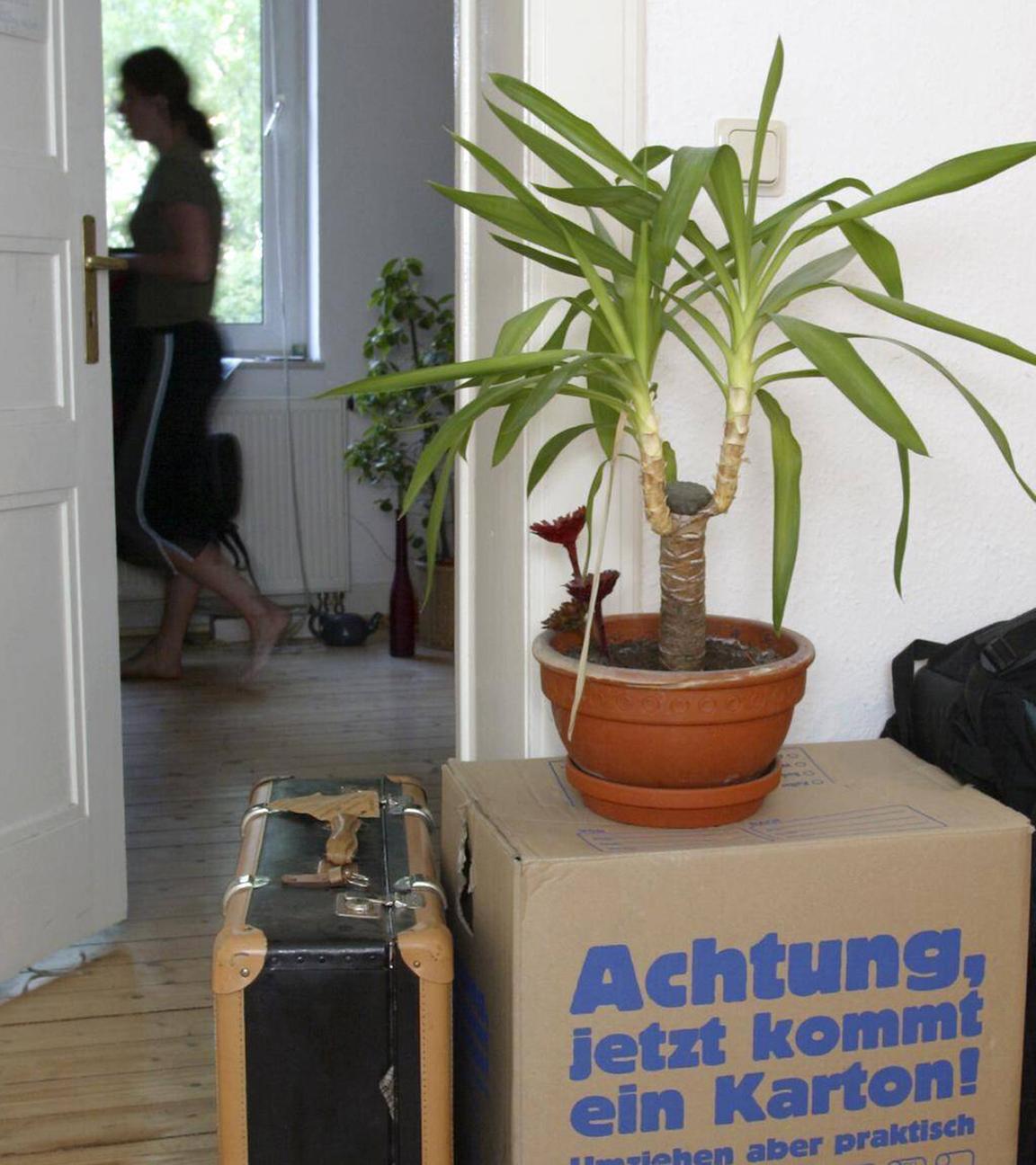Eine Studentin ist in ihrer Wohnung neben Umzugskisten und einer Zimmerpflanze zu sehen. (Archiv)