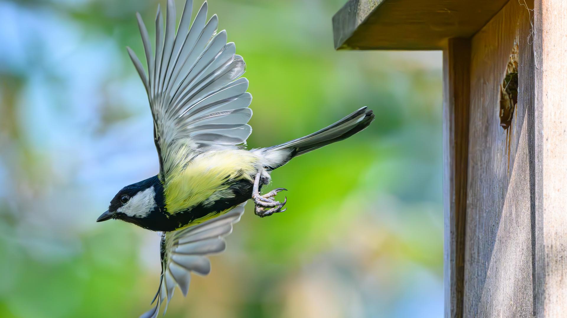 09.05.2024, Brandenburg, Sieversdorf: Eine Kohlmeise (Parus major) kommt aus einem Nistkasten in einem Garten geflogen.