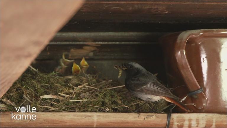 Stunde der Wintervögel