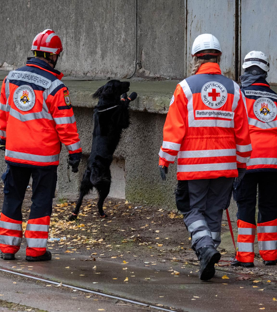 12.10.2025, Mecklenburg-Vorpommern, Güstrow: Ein Hund einer Rettungshundestaffel geht mit seinem Halter durchs Gelände. 