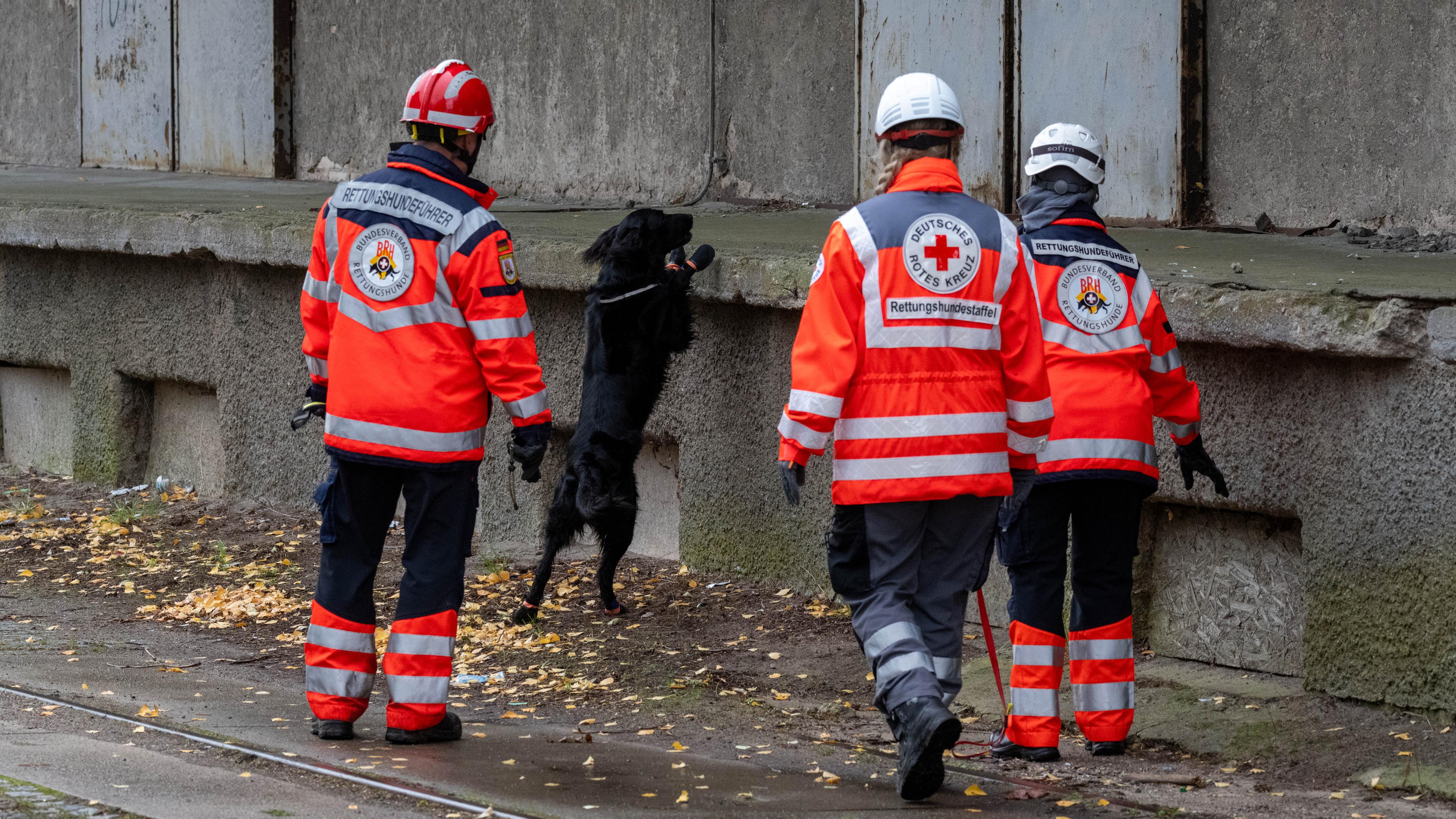 12.10.2025, Mecklenburg-Vorpommern, Güstrow: Ein Hund einer Rettungshundestaffel geht mit seinem Halter durchs Gelände. 