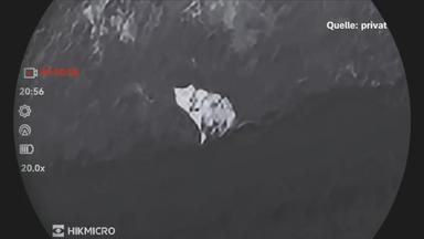 Aufnahmes des mutmaßlichen Pumas bei Nacht