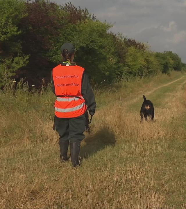 Suchhunde-Schweinepest