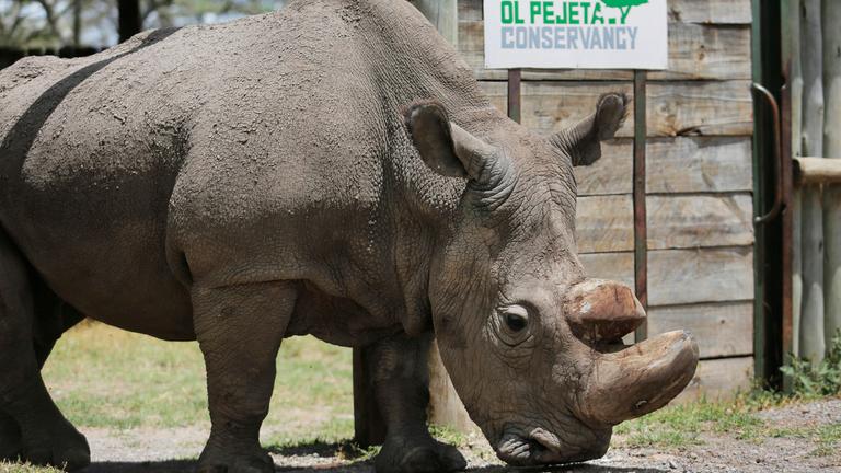 Sudan, das letzte Nördliche Breitmaulnashorn der Welt im Mai 2017