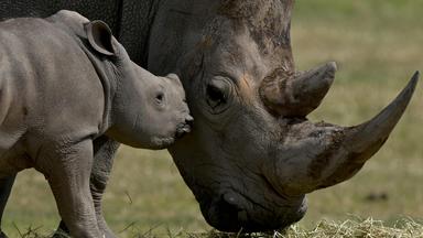 Nashornjunges neben älterem Nashorn