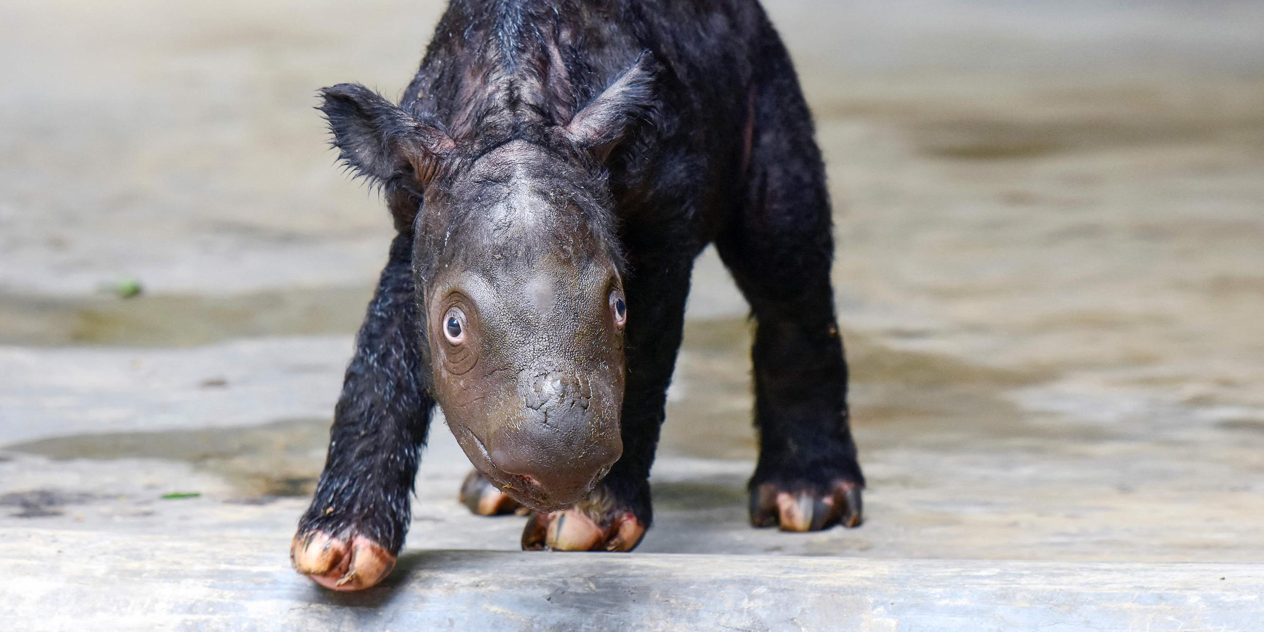 Zwei Tage altes Kalb des Sumatra-Nashorns