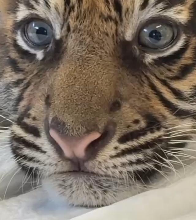 Ein neugeborenes Sumatra-Tiger-Baby schaut in die Kamera