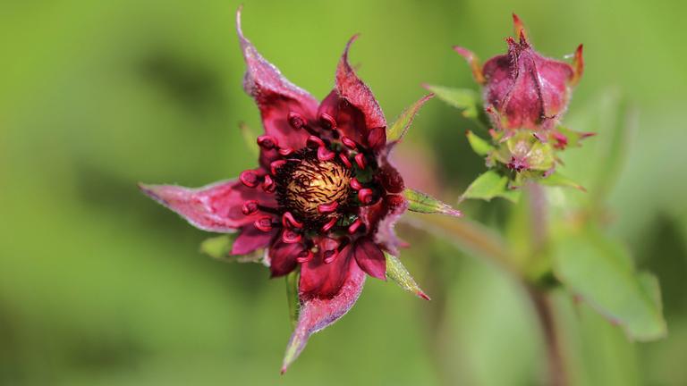 Sumpfblutauge (Potentilla palustris)