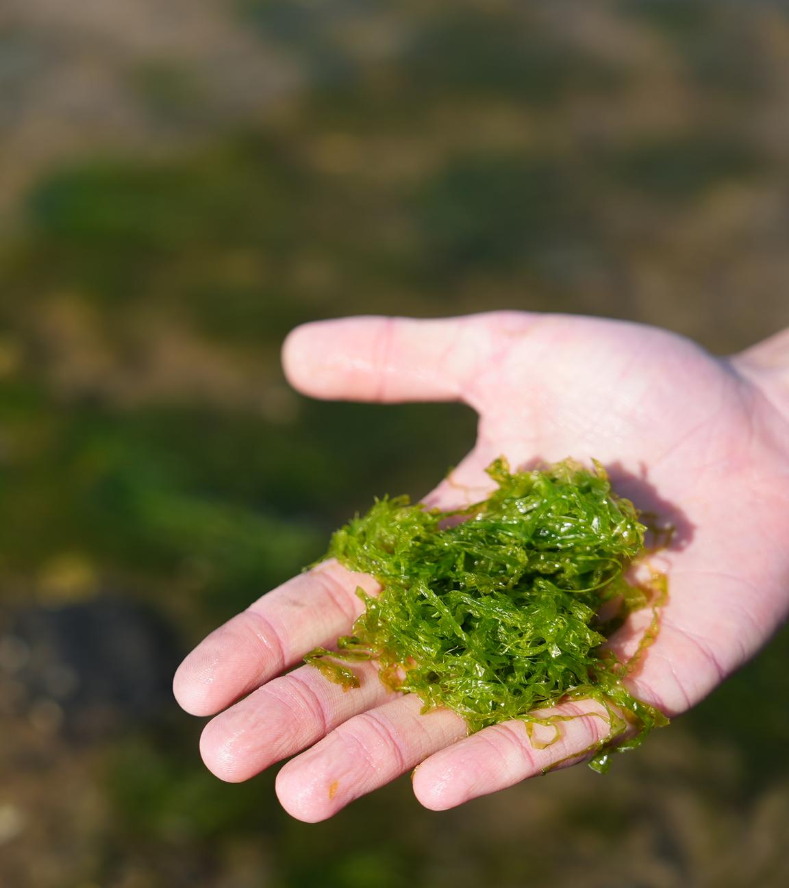 Eine Hand mit grünen Algen