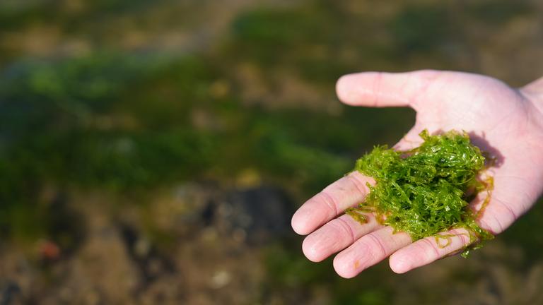 Eine Hand mit grünen Algen