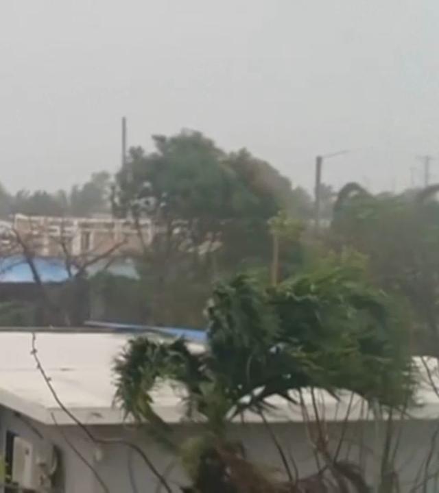 Palmen die im Taifun schwanken.