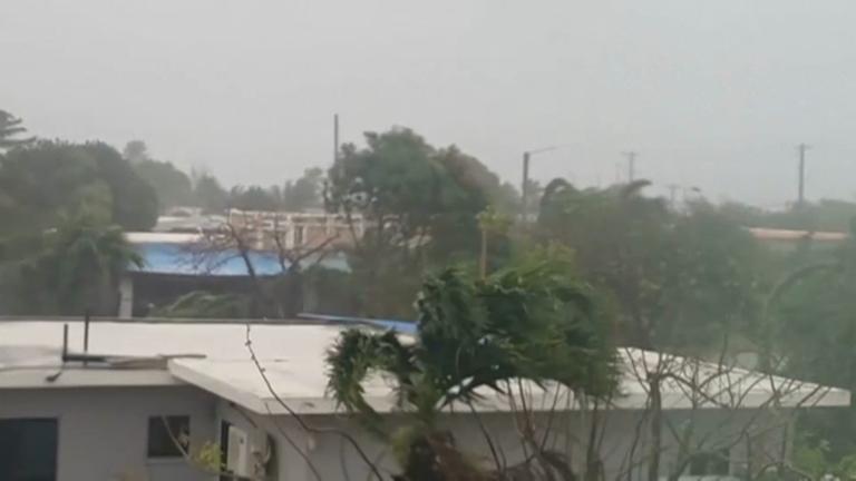 Palmen die im Taifun schwanken.