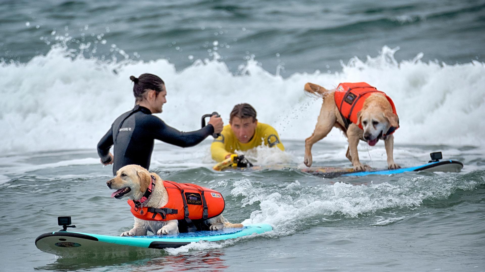 "Incredible Dog Challenge" - Surfmeisterschaft für Hunde in Huntington Beach, USA
